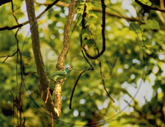 Blue-throated barbet on a branch