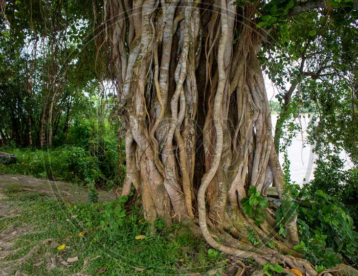 Picture Of The Roots Of A Large Banyan Tree Along The River. A Banyan Tree In Bangladesh (Ficus Benhalensis).