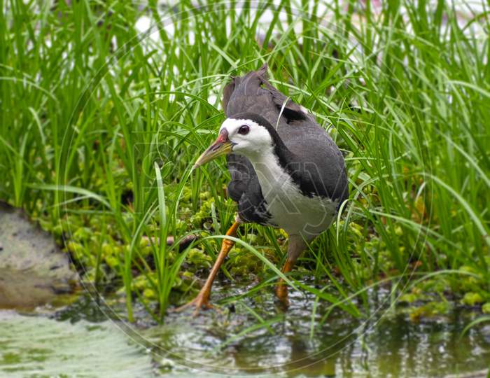 White breasted waterhen in a pond filled with lotus flowers.