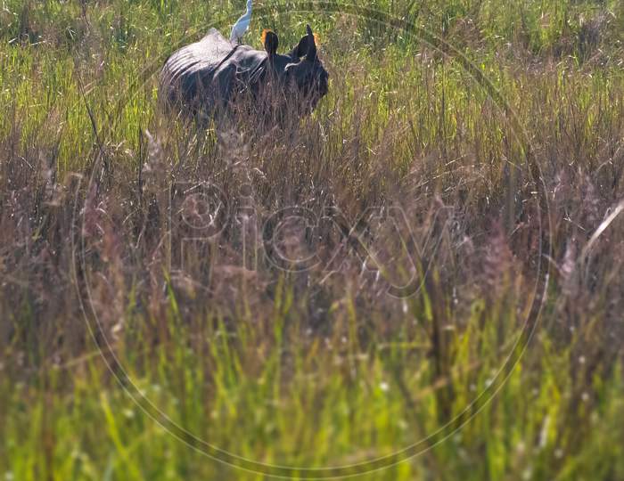 A rhinoceros amidst the tall grass.