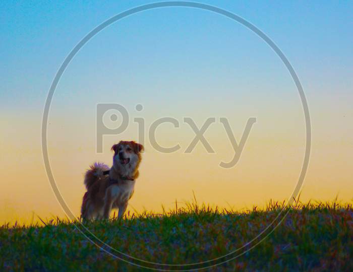 Dog Standing On The Evening Of The Hill (Bright)