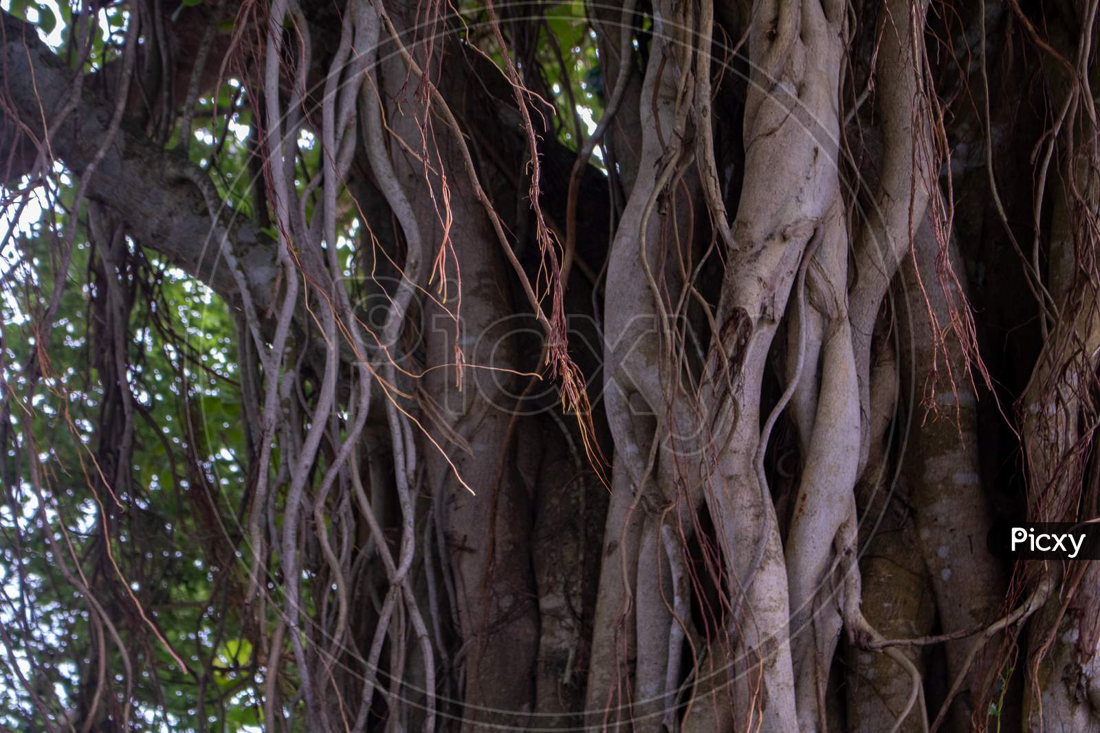 Image Of The Roots Of A Large Bot Tree. Pictures Of Wild Trees. Picture Of The Roots Of A Large Banyan Tree Along The River.