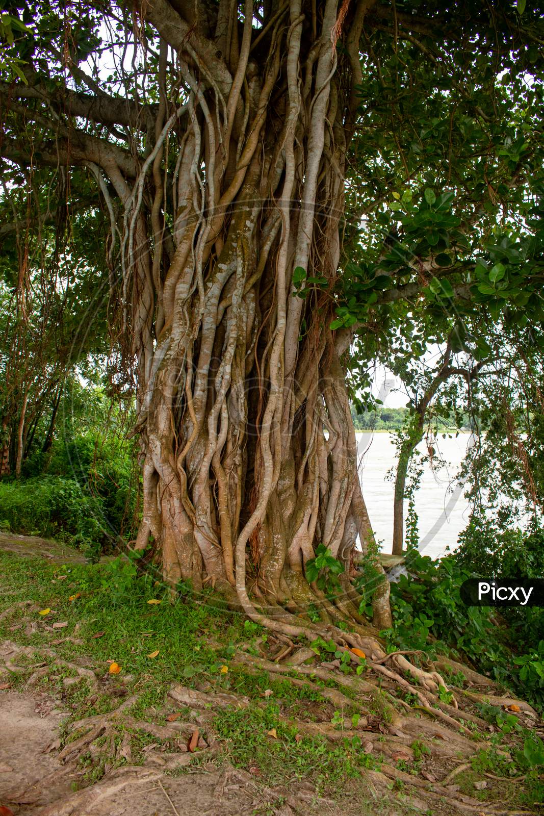 Picture Of The Roots Of A Large Banyan Tree Along The River. A Banyan Tree In Bangladesh (Ficus Benhalensis).