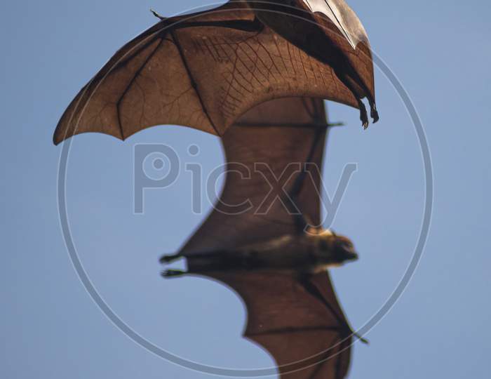 Close-up shot of veins of a Flying Fox or Fruit Bat.