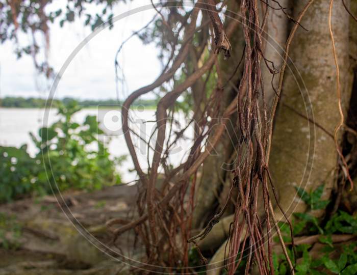 Shot Of A Large Banyan Tree In Bangladesh. Picture Of The Roots Of A Large Banyan Tree Along The River.