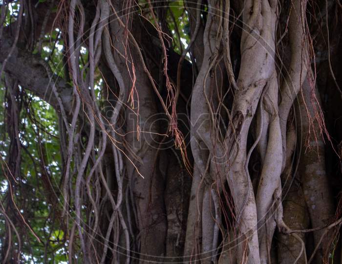 Image Of The Roots Of A Large Bot Tree. Pictures Of Wild Trees. Picture Of The Roots Of A Large Banyan Tree Along The River.