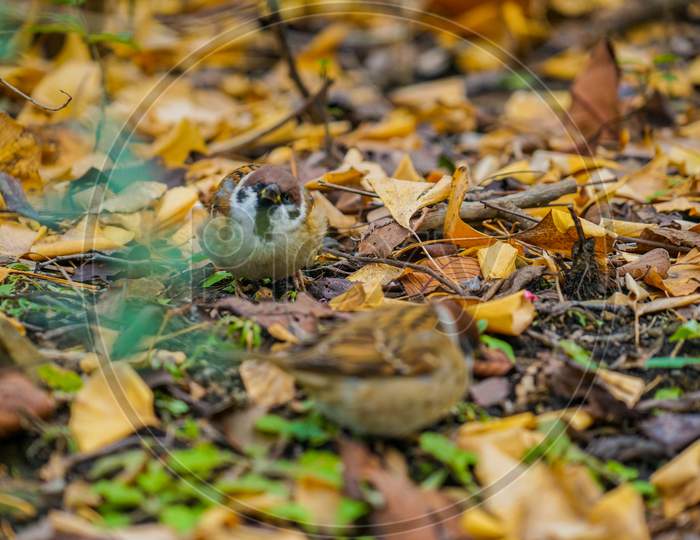 Autumn Leaves And The Sparrow Image
