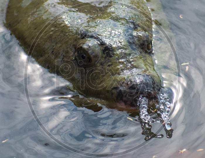 Black soft-shell turtle at Ugratara, Guwahati.
