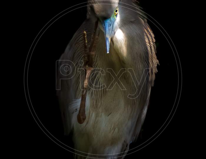 Low-key portrait of a Pond Heron.
