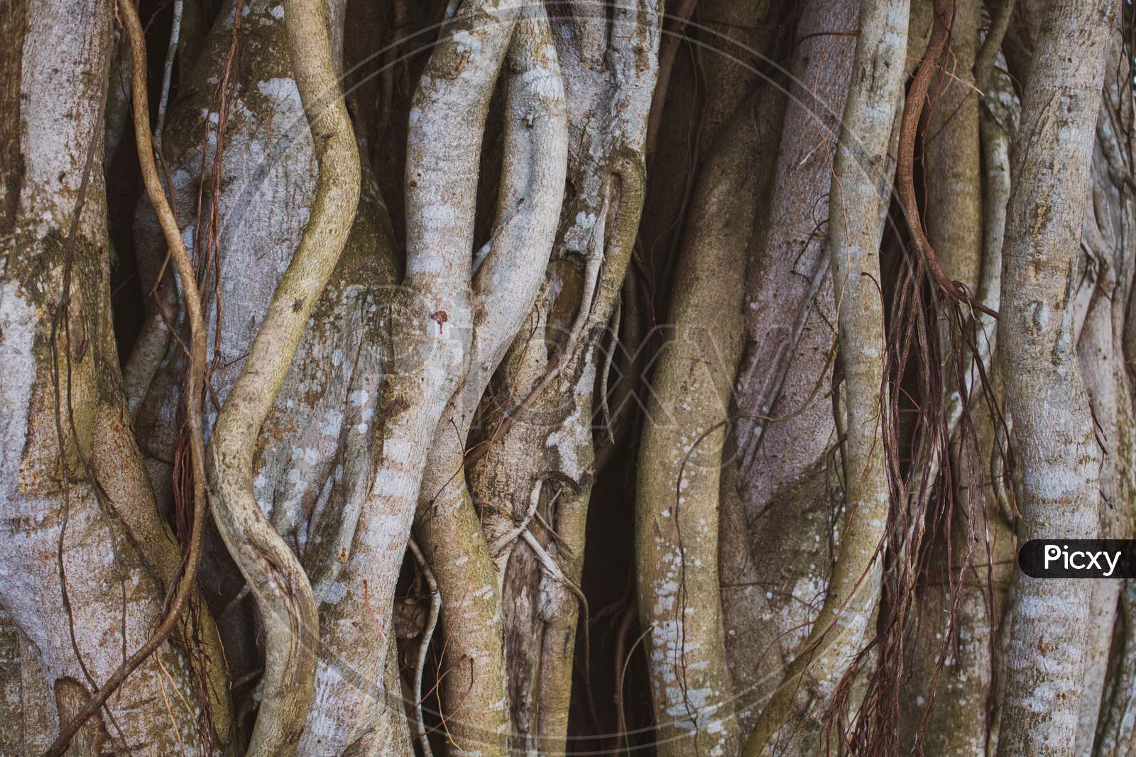 Shot Of A Large Banyan Tree In Bangladesh. Picture Of The Roots Of A Large Banyan Tree Along The River.