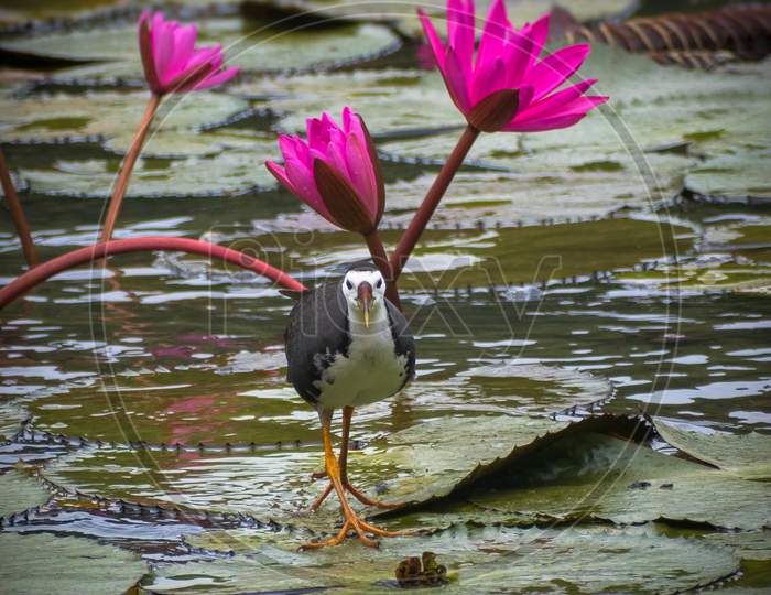 White breasted waterhen in a pond filled with lotus flowers.