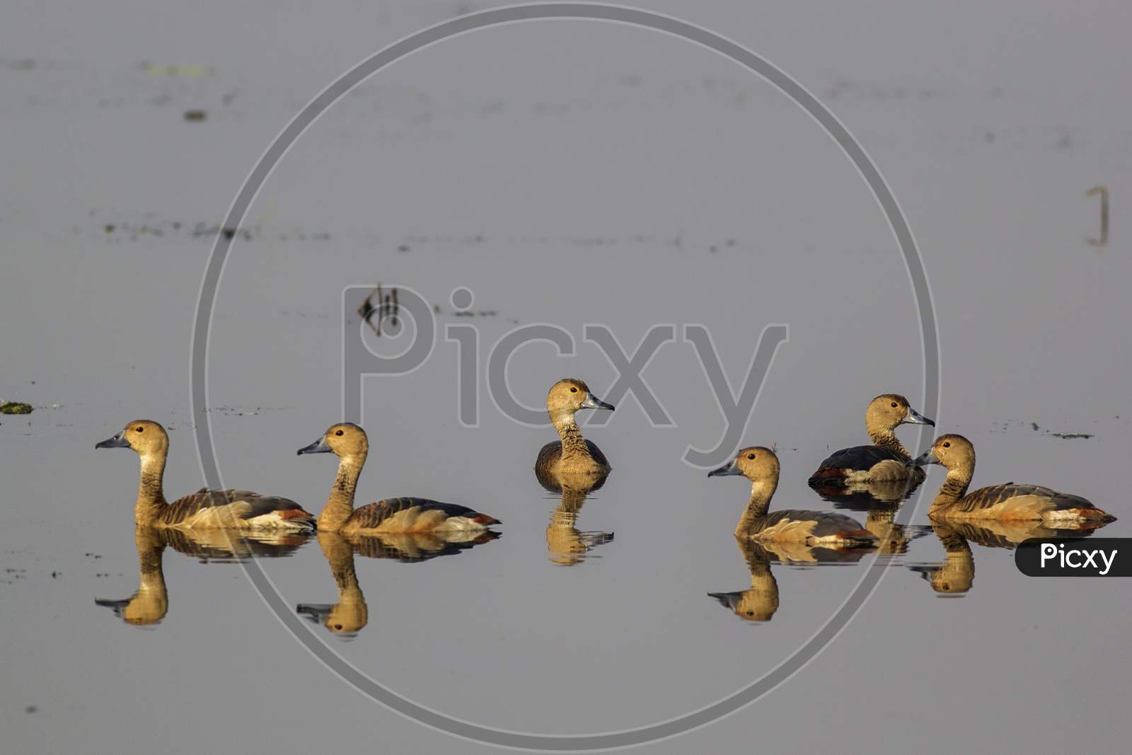 Groups Of Lesser Whistling Ducks Floating On A Water Body Near Kolkata.