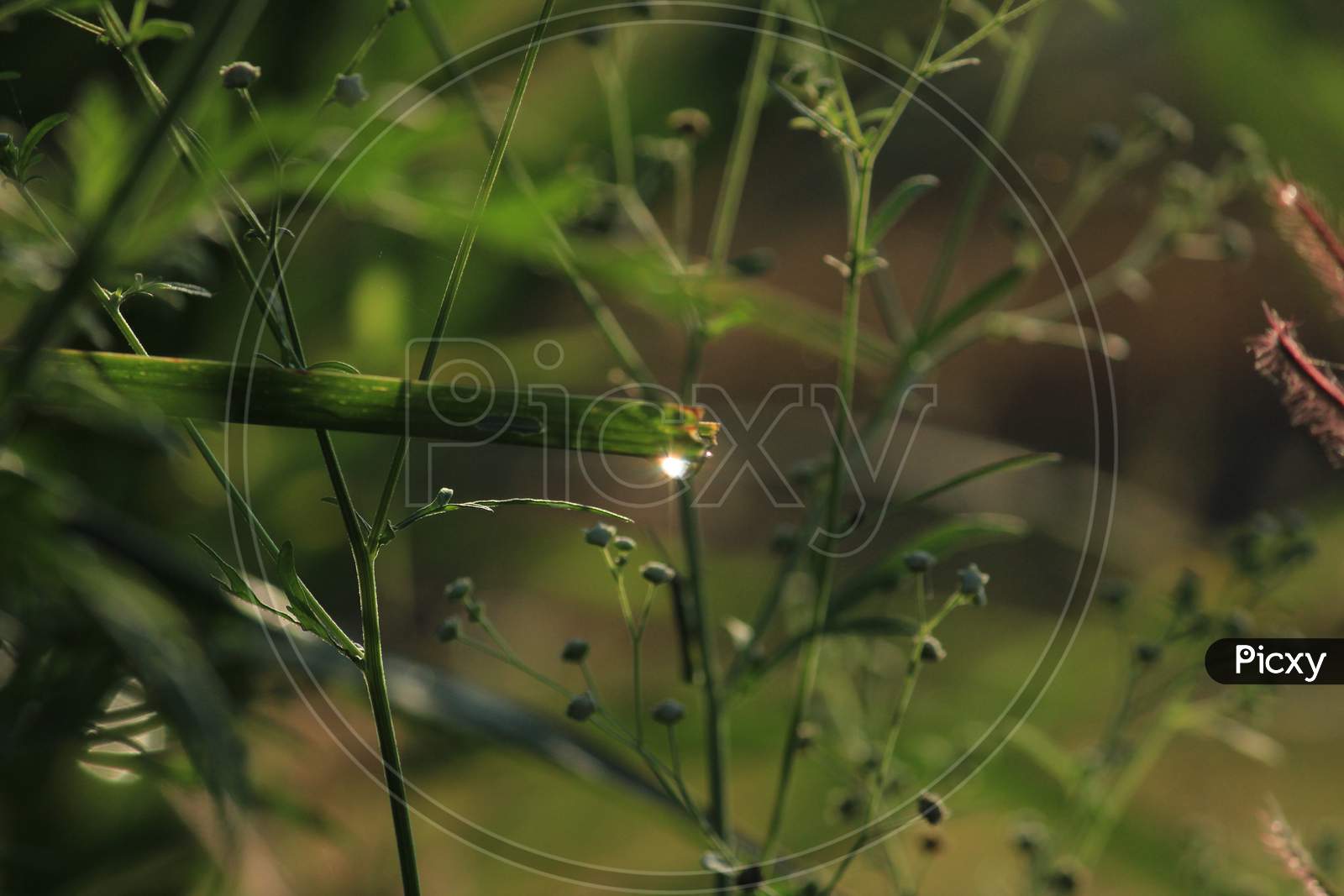 Abstract Green Natural Background.Dew On The Grass In The Sunny Morning With Beautiful Bokeh Effect