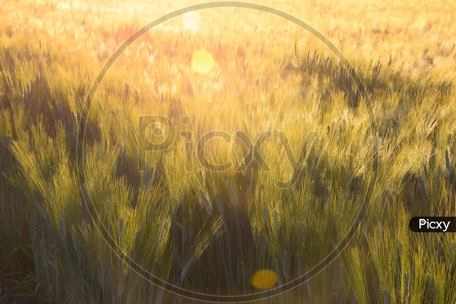 Wheat Earrings Are Shining With The Rays Of The Sun. The Sun Scattering Over The Wheat Plants,