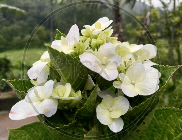Beautiful White Color Hydrangea Macrophylla Flower With Green Leaves Background