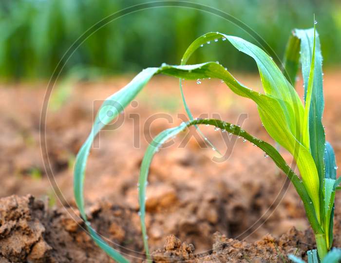 Grass Background With Water Drops With Depth Of Millet Crops Field. Pure Rain Water Drops On Foliage