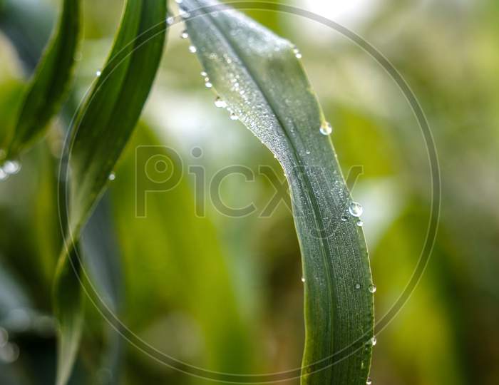Grass Background With Water Drops With Depth Of Millet Crops Field. Pure Rain Water Drops On Foliage