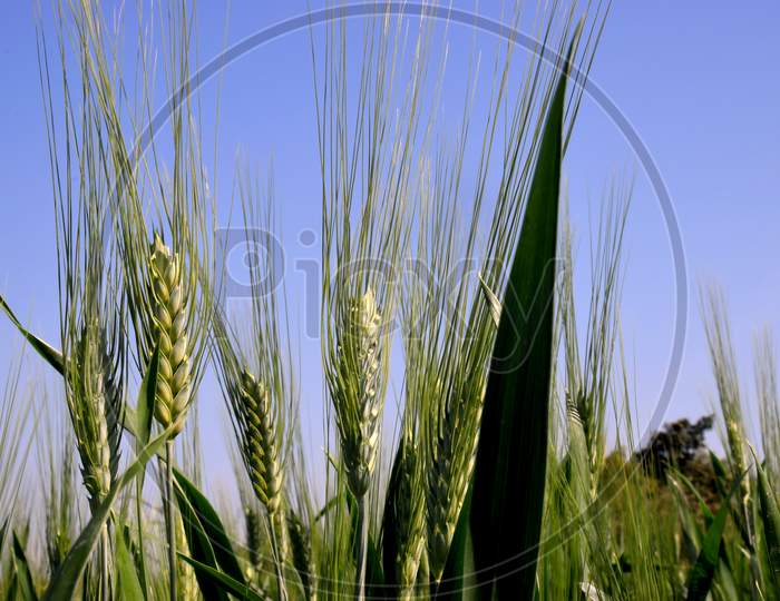 Wheat Plants With Spike Let. Amazing Blue Sky Over The Wheat