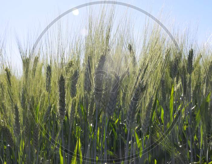 Wheat Earrings Are Shining With The Rays Of The Sun. The Sun Scattering Over The Wheat Plants, The Beautiful Blue Sky In The Background