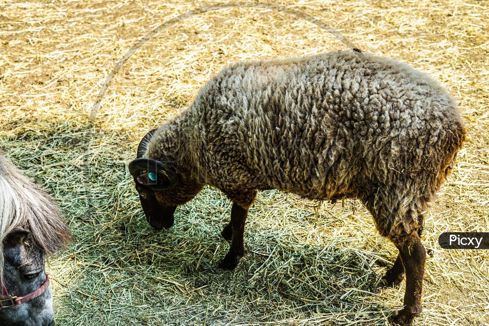 Images Of Sheep