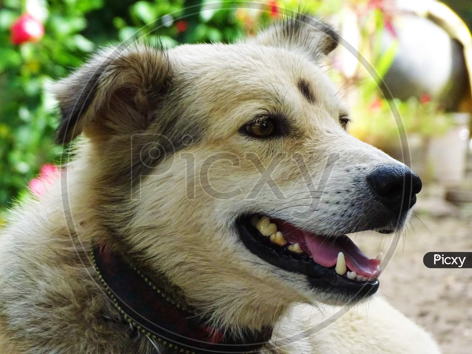 Image Of Portrait Of A Dog The Dog Is Barking In Front Its Mouth Is 