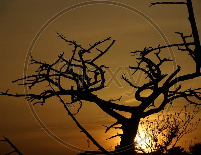 Dusk And A Tree Of The Silhouette
