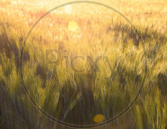 Wheat Earrings Are Shining With The Rays Of The Sun. The Sun Scattering Over The Wheat Plants,