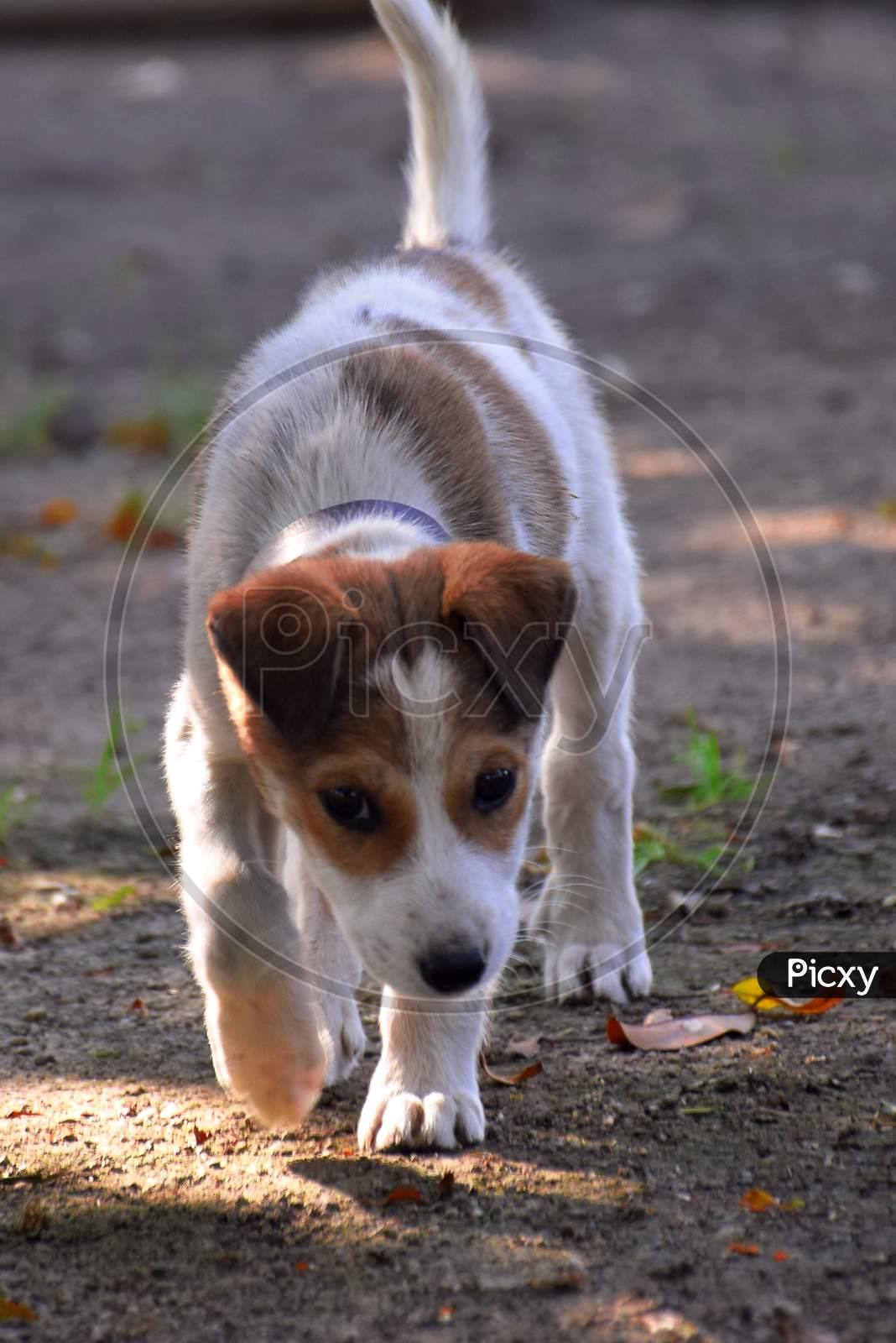 White Jack Russell Terrier Puppy Having Fun In Summer