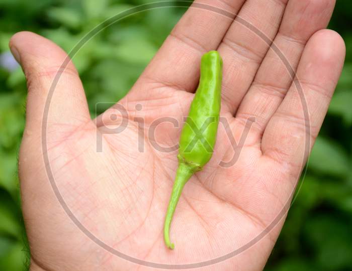 Closeup The Ripe Green Chilly Hold Hand Over Out Of Focus Green Background.