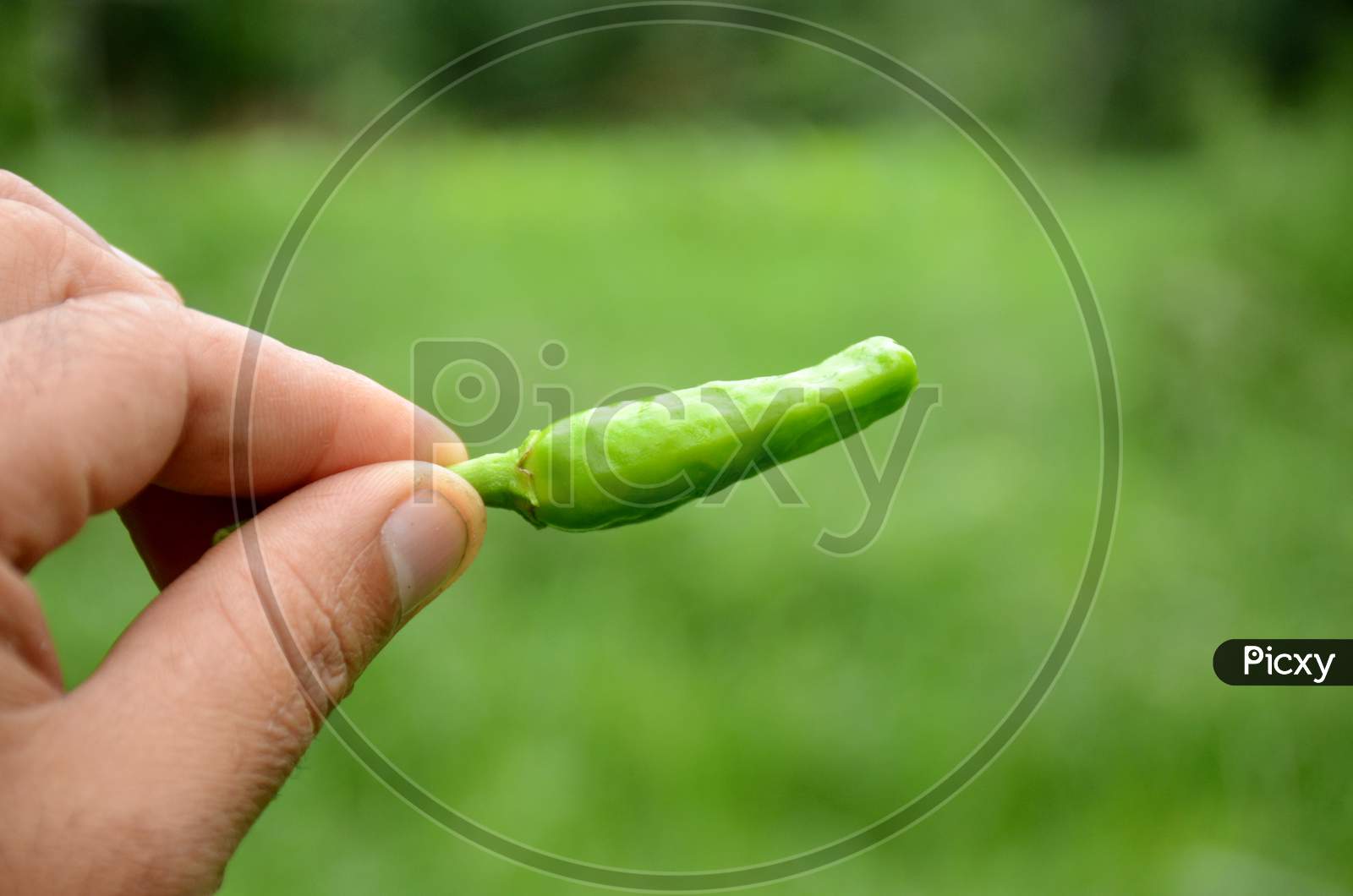 Closeup The Ripe Green Chilly Hold Hand Over Out Of Focus Green Background.