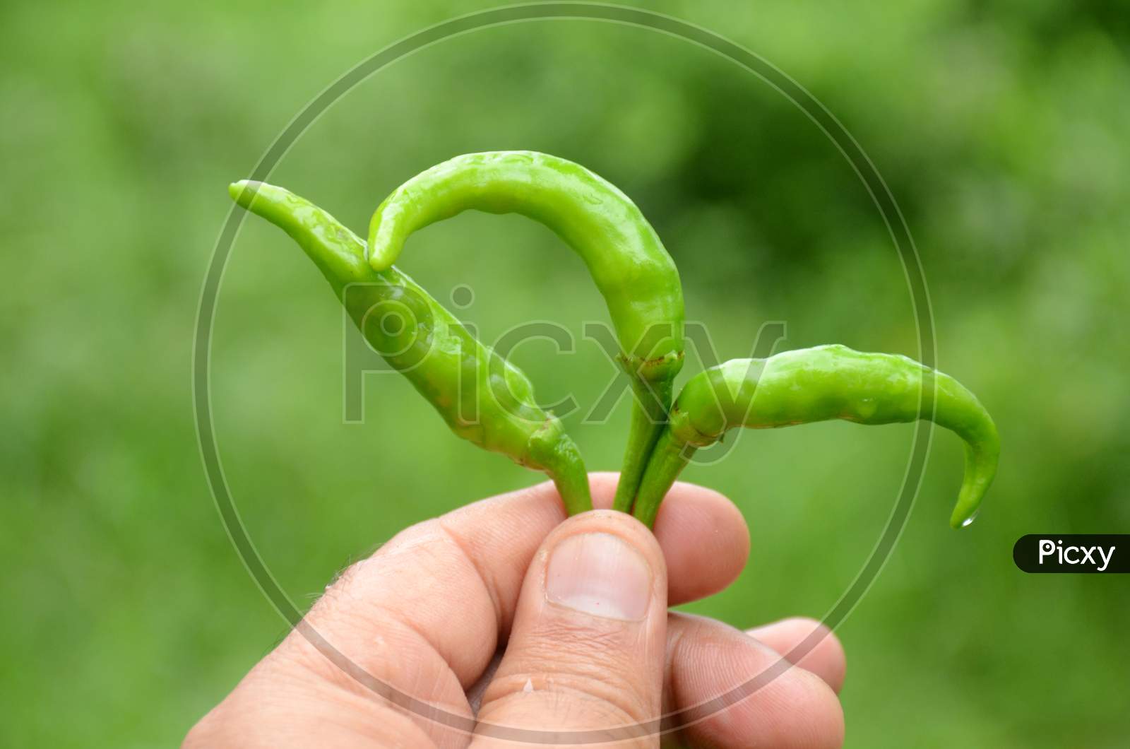 Closeup The Bunch Ripe Green Chilly Hold Hand Over Out Of Focus Green Background.