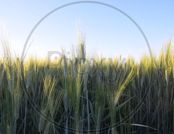 Wheat Earrings Are Shining With The Rays Of The Sun. The Sun Scattering Over The Wheat Plants, The Beautiful Blue Sky In The Background
