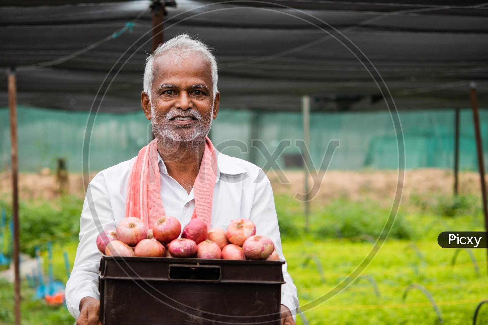 Happy Smiling Indian Farmer Holding Onions In Tray At Greenhouse Or Polyhouse - Cocept Of Good Crop Growth And Profit In Agribusiness.