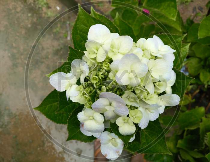 Beautiful White Color Hydrangea Macrophylla Flower With Green Leaves Background