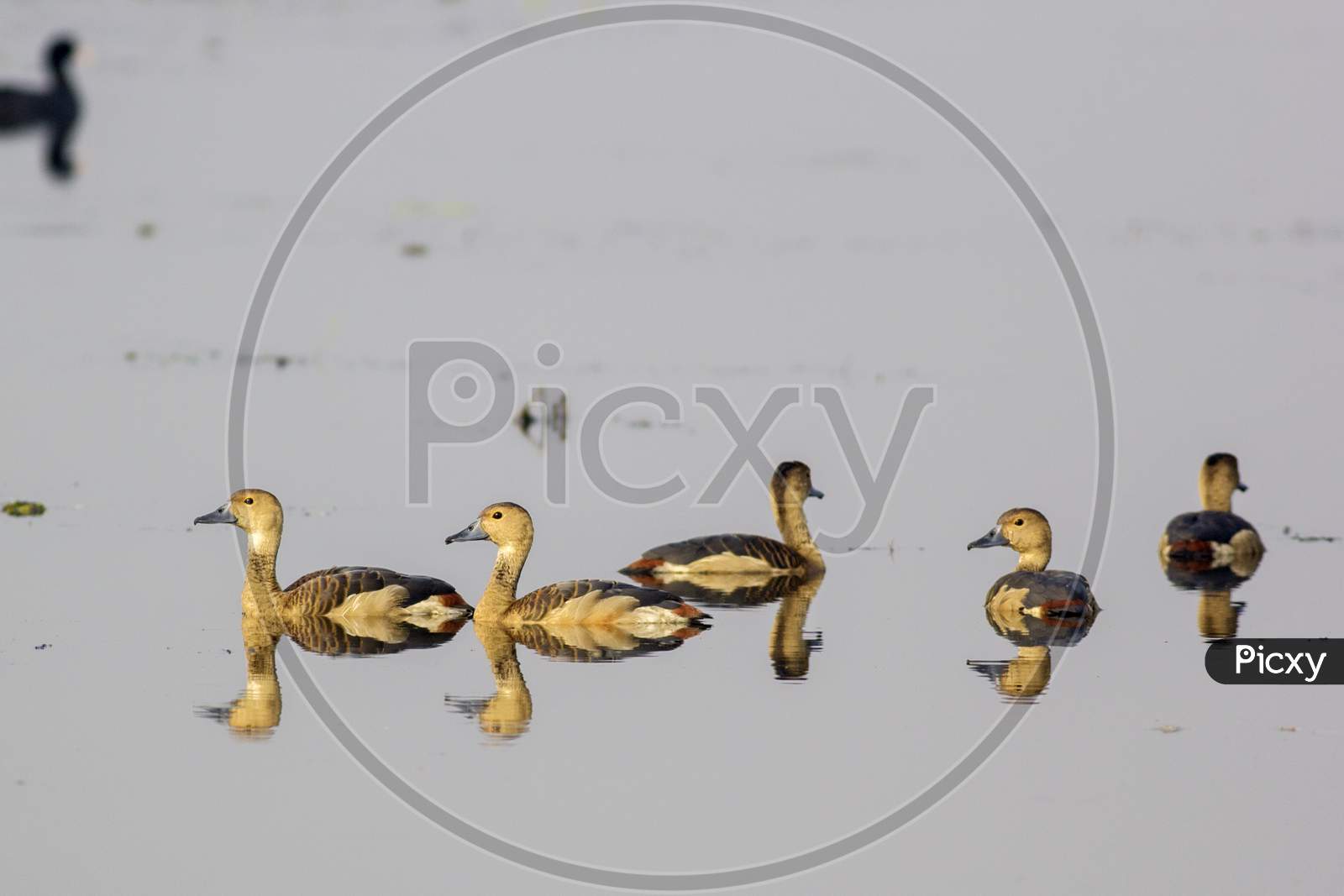 Groups Of Lesser Whistling Ducks Floating On A Water Body Near Kolkata.