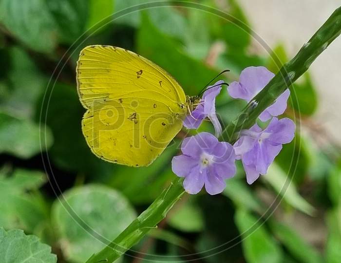 Beautiful Yellow Butterfly