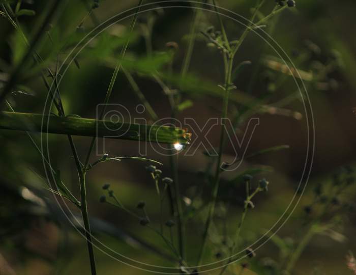 Abstract Green Natural Background.Dew On The Grass In The Sunny Morning With Beautiful Bokeh Effect