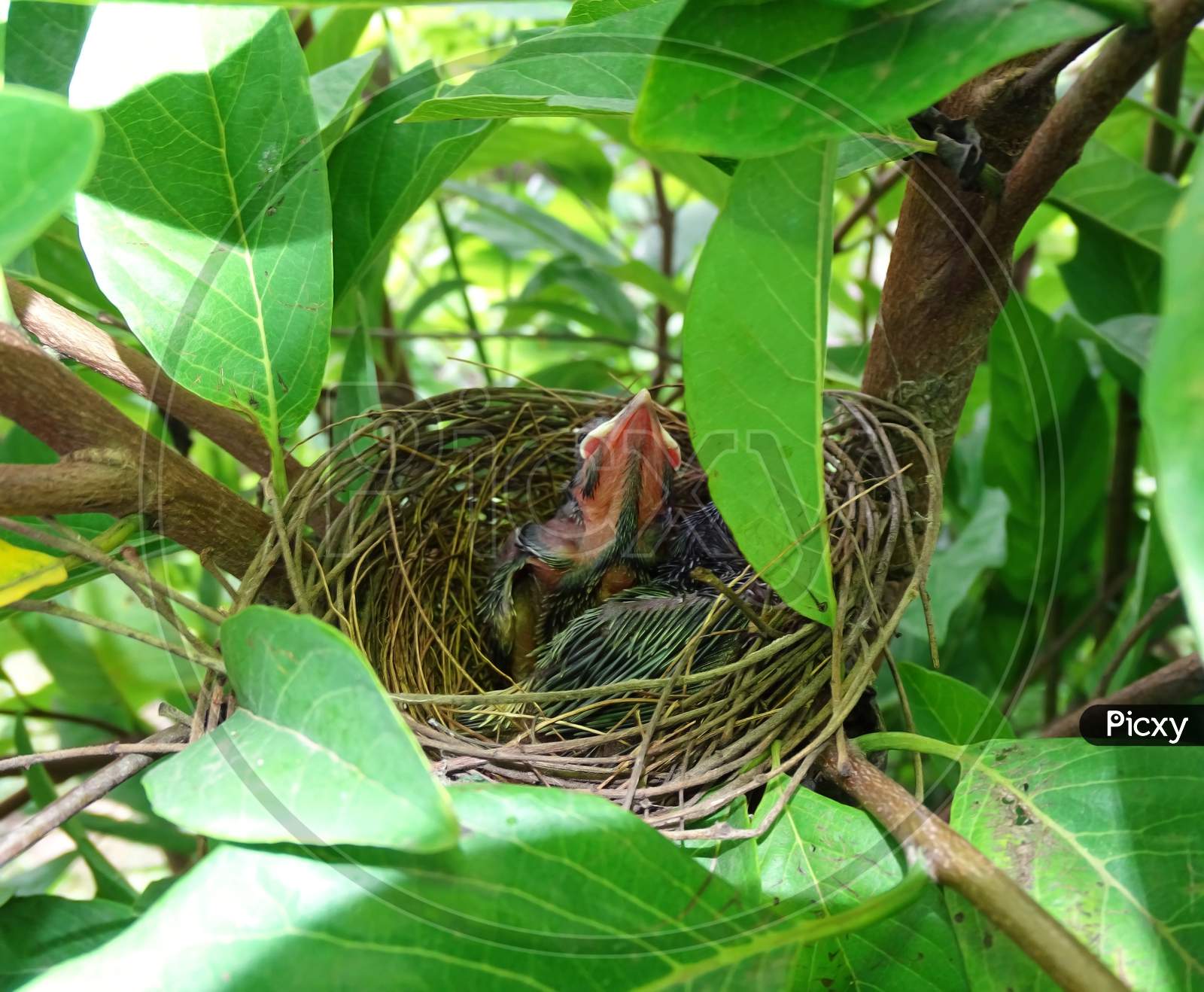 Birds nest with chicks, tree leaves background blur, selective focus on subject