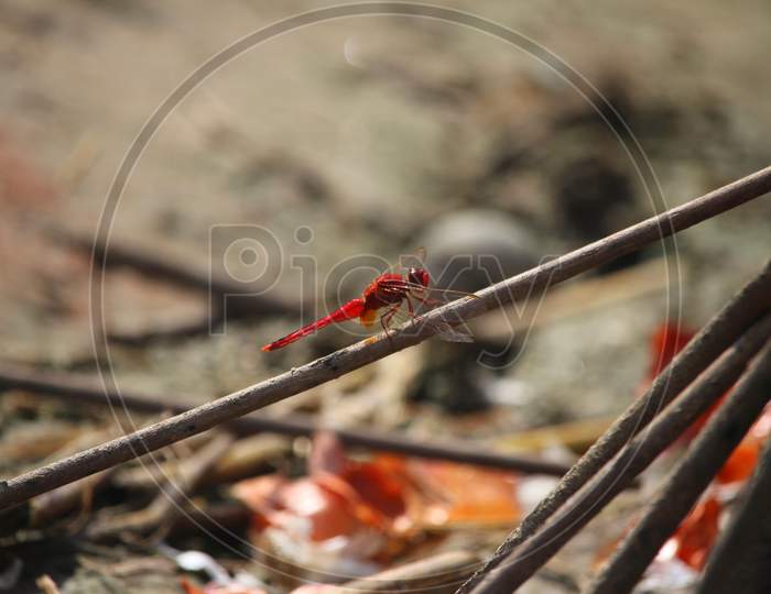 Bangladeshi Grasshopper in Villag life