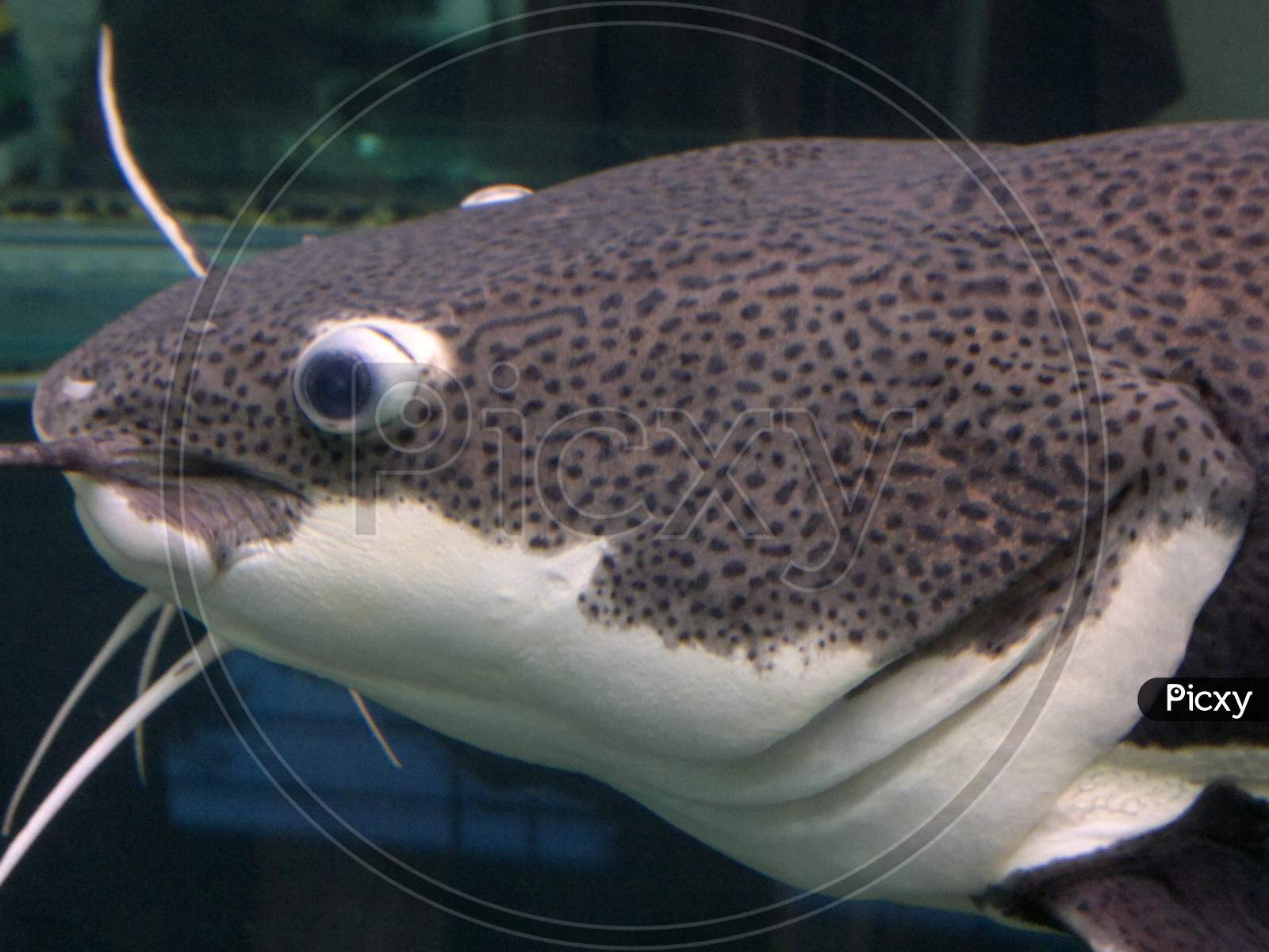 Image of fish-FA328015-Picxy