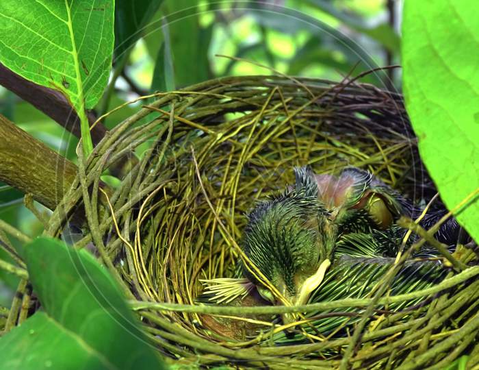 Birds nest with chicks, tree leaves background blur, selective focus on subject