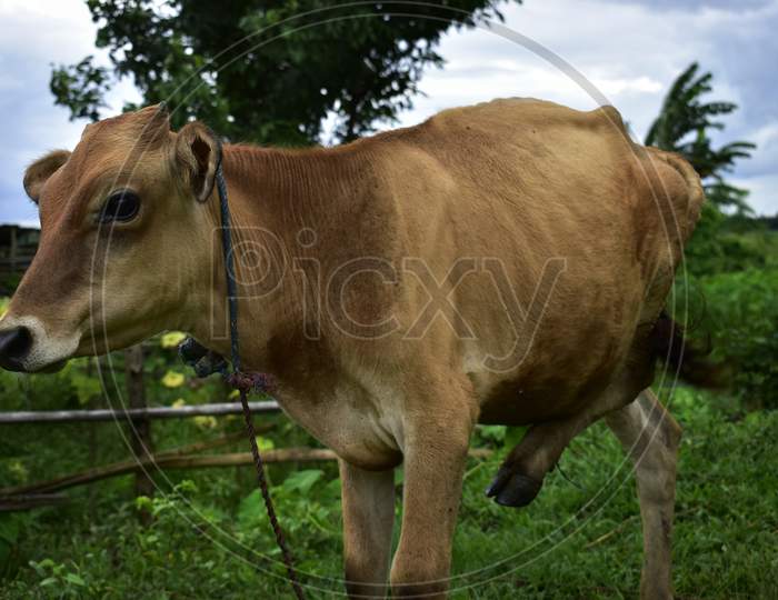 Calf in the field eating grass