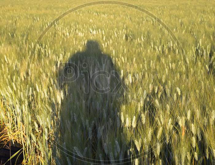 The Rays Of The Sun And The Shadow Of The Photographer Falling On The Green Plants Of Wheat