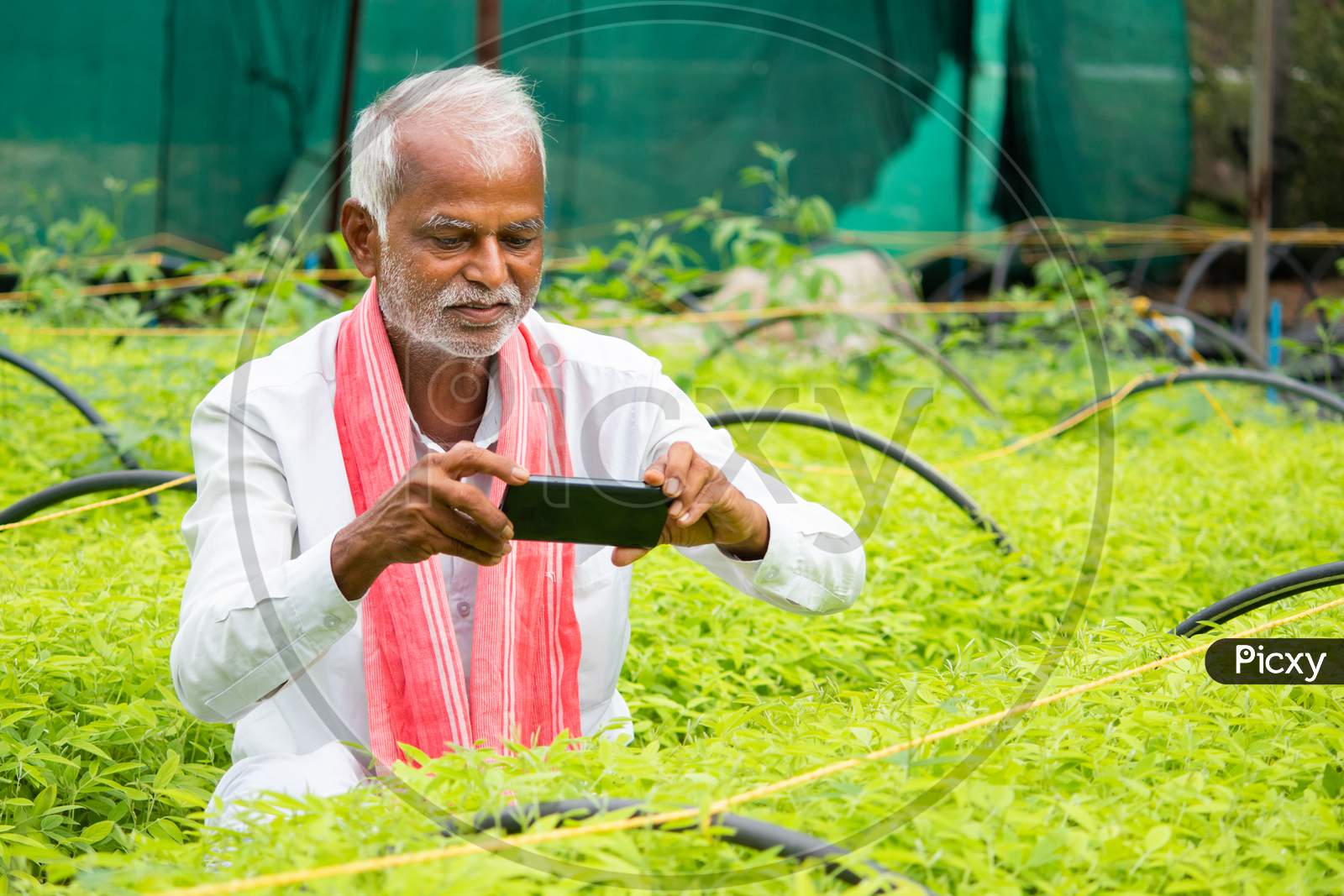 Farmer Capturing Photos Of Crop Saplings Or Plants At Greenhouse Or Polyhouse To Check About Plant Gowth Or Pest On Internet - Concept Of Farmer Using Technology, Internet And Smartphone