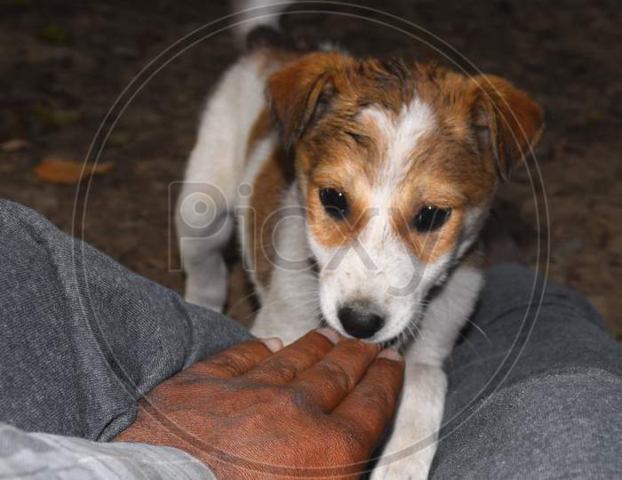 White Jack Russell Terrier Puppy Having Fun In Summer,Villager'S Hands Playing With Him