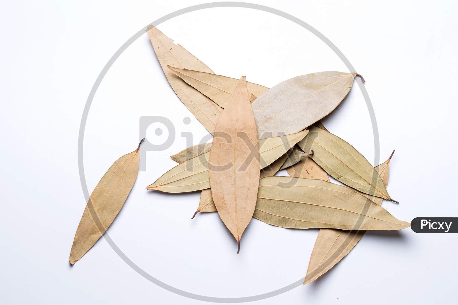 Leaf Spice, Talal Patra, Cinnamomum Tamala