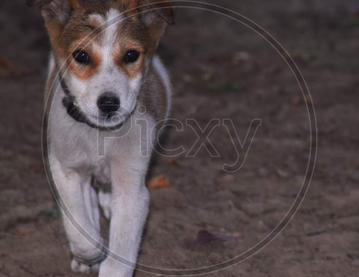 White Jack Russell Terrier Puppy Having Fun In Summer