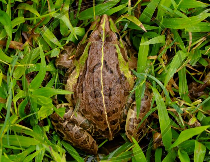 Edible Frog Or Green Frog Commonly Known As Common Water Frog