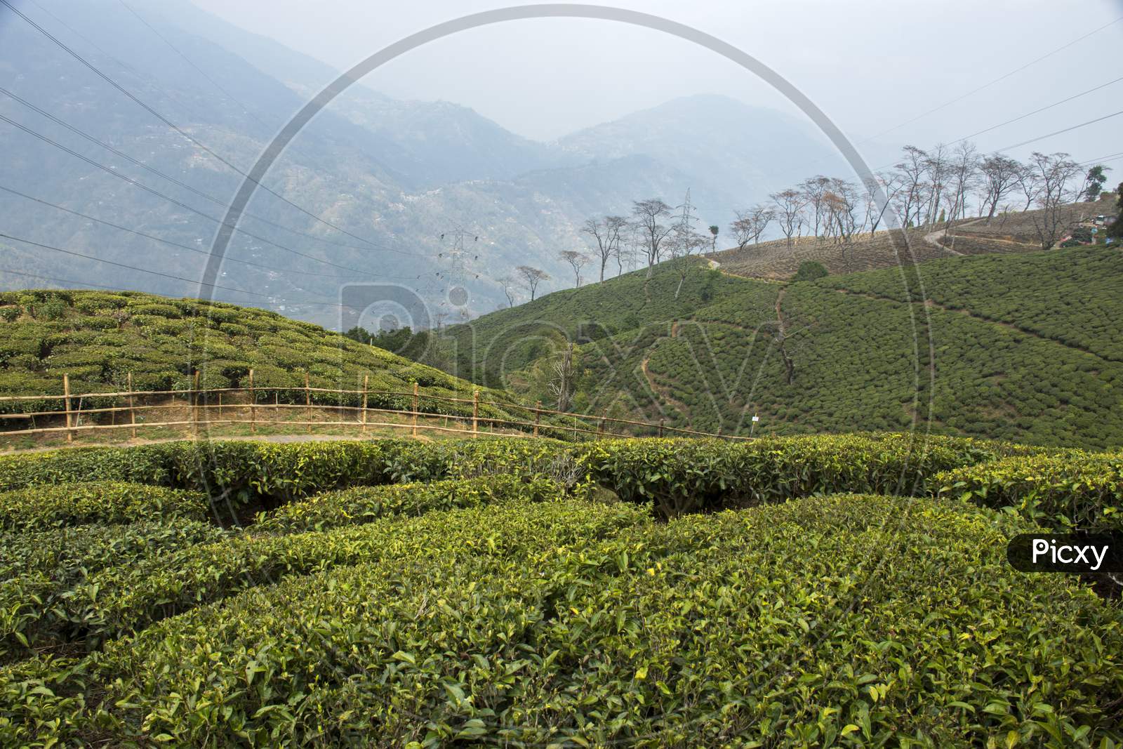 Beautiful Lush Green Tea Garden Of Darjeeling, West Bengal, India.