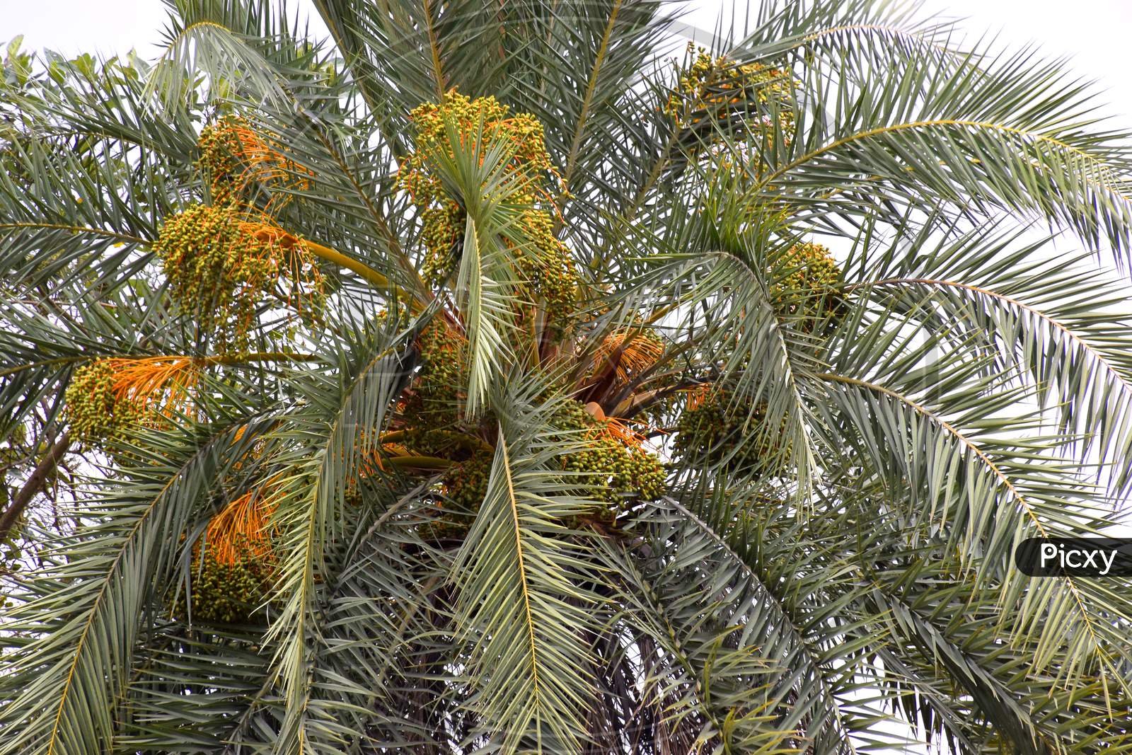 The Top Part Of The Palm Tree And The Palm Flakes Planted In It